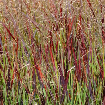 Panicum Blood Brothers