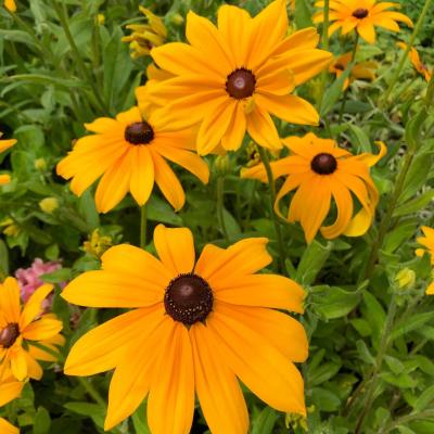 Rudbeckia hirta 'Indian Summer'