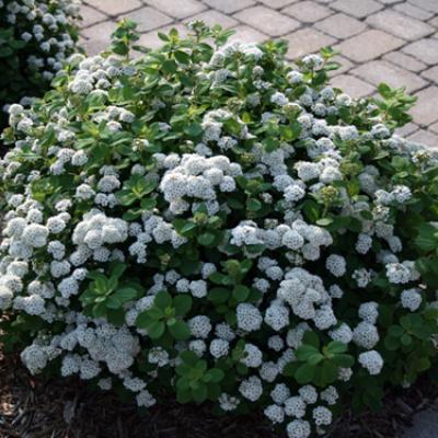 Spirea betulifolia - Tor