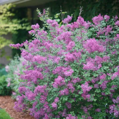 Lilac Boomerang